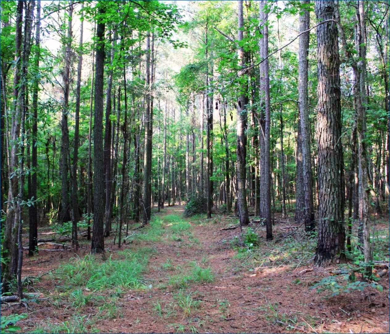 122 Acres in Choctaw County in McCool, MS - Mccool, Mississippi, 39108