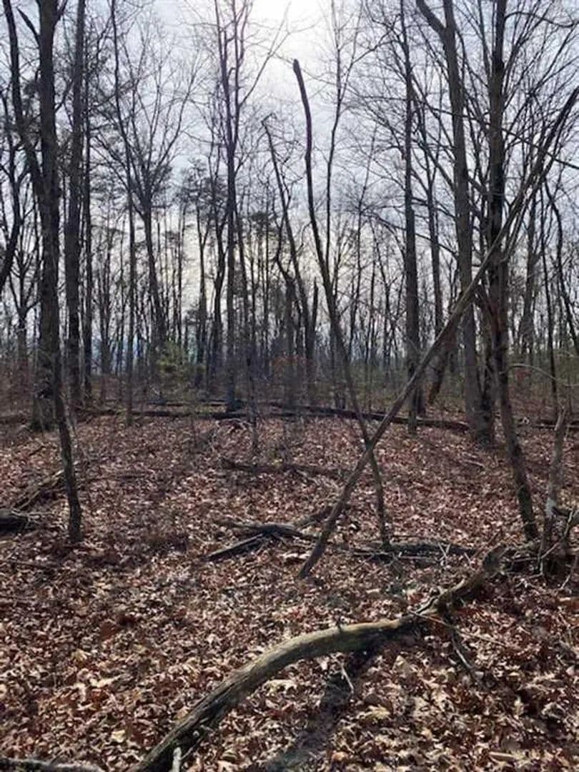 Kelly Road Ranch in Raymondville, Missouri - photo 10