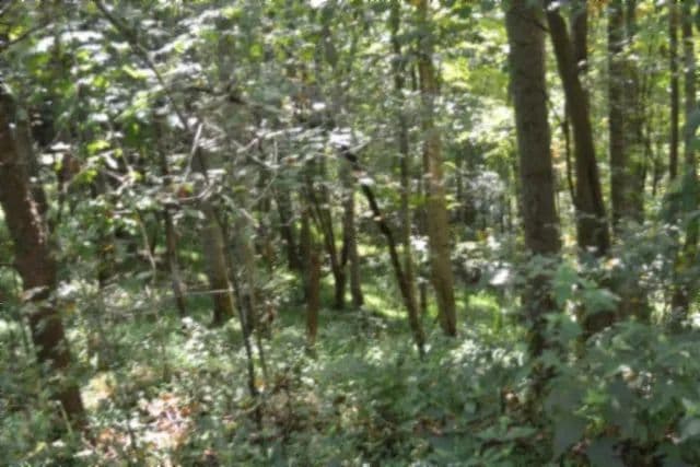 10.94 AC – COUNTRY – MARKETABLE TIMBER – IDEAL HUNTING GROUNDS - Whitleyville, Tennessee, 38561
