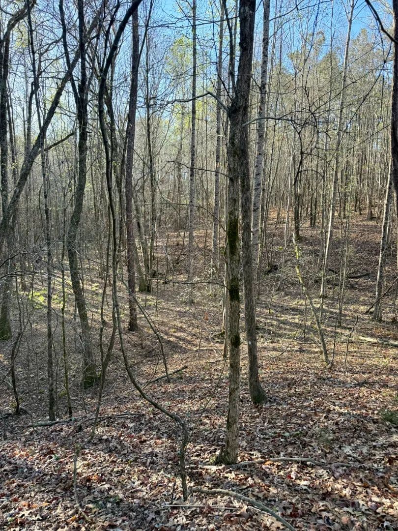51 Acres in Choctaw County, MS 
