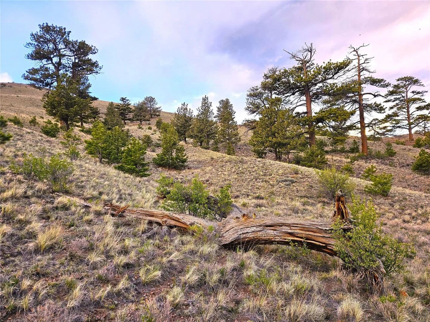 12.83 Acres of Land for Sale in Hartsel, Colorado - Hartsel, Colorado, 80449