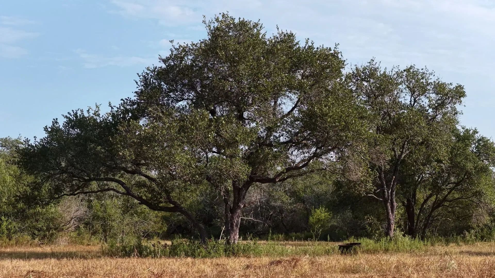 251 Old Goliad Rd, Refugio TX 78377 - Refugio, Texas, 78377