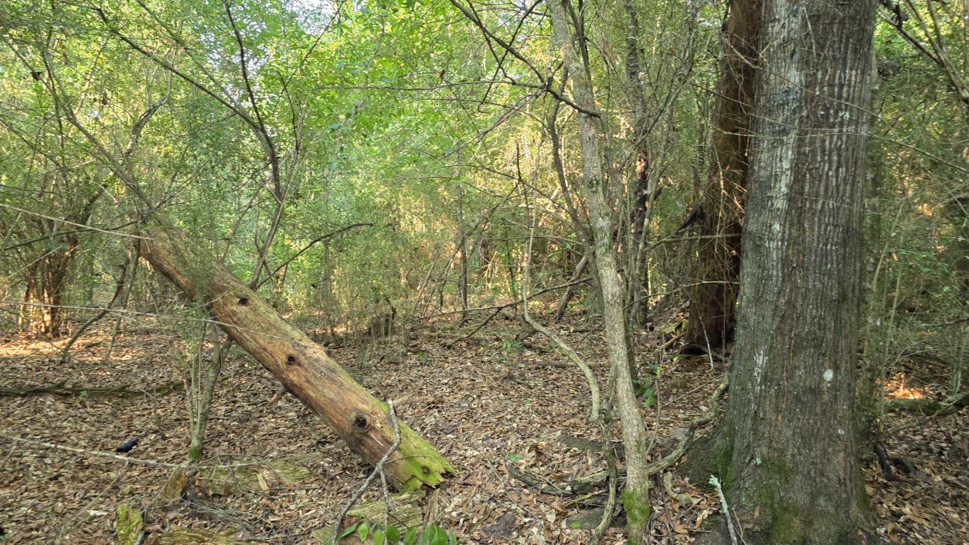 1.6+/- Acres in Roxie, MS - Franklin County - Roxie, Mississippi, 39661