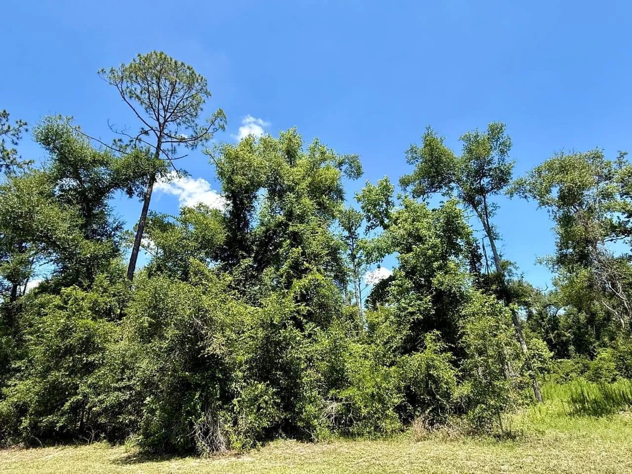 Rare Opportunity to Build on One of Riverwoods' Largest Homesites in Advent Christian Village - Live Oak, Florida, 32064