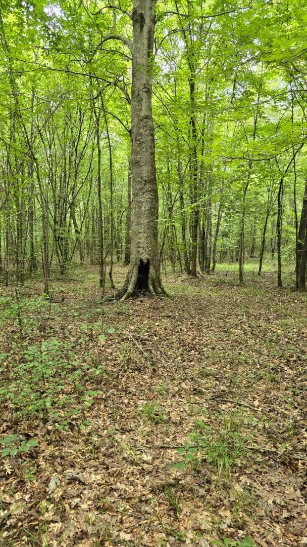 36 Acres in Choctaw County, MS