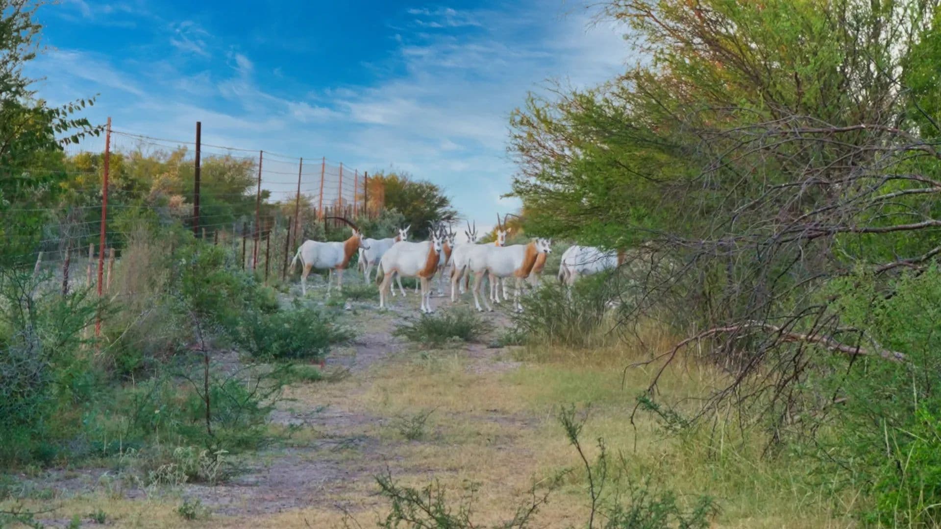 325 Acres of Land for Sale in Brackettville, TX - Brackettville, Texas, 78832