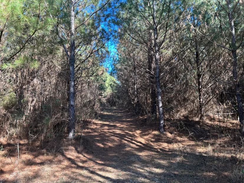212 Acres in Newton County, MS