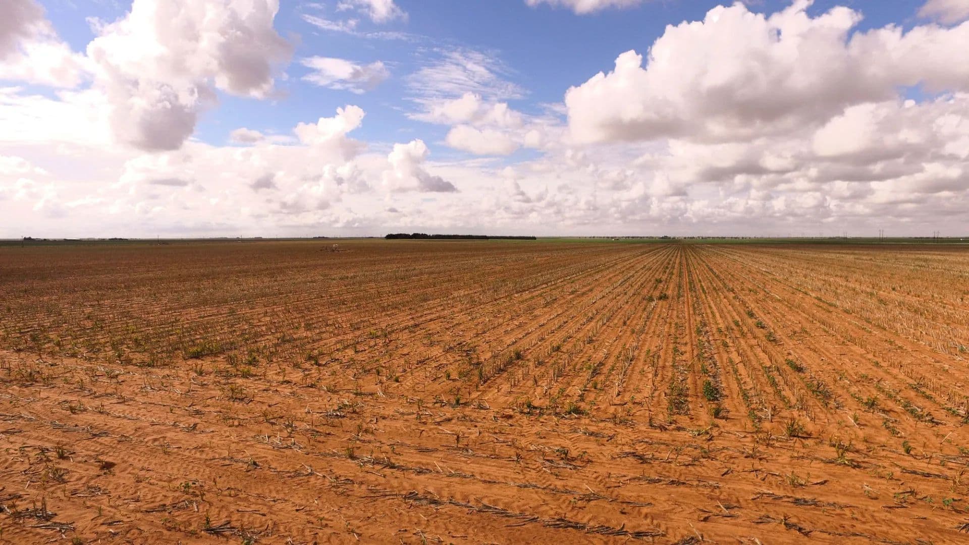 177.1 +/- Acre Dryland Farm | Whitharral, Texas - Whitharral, Texas