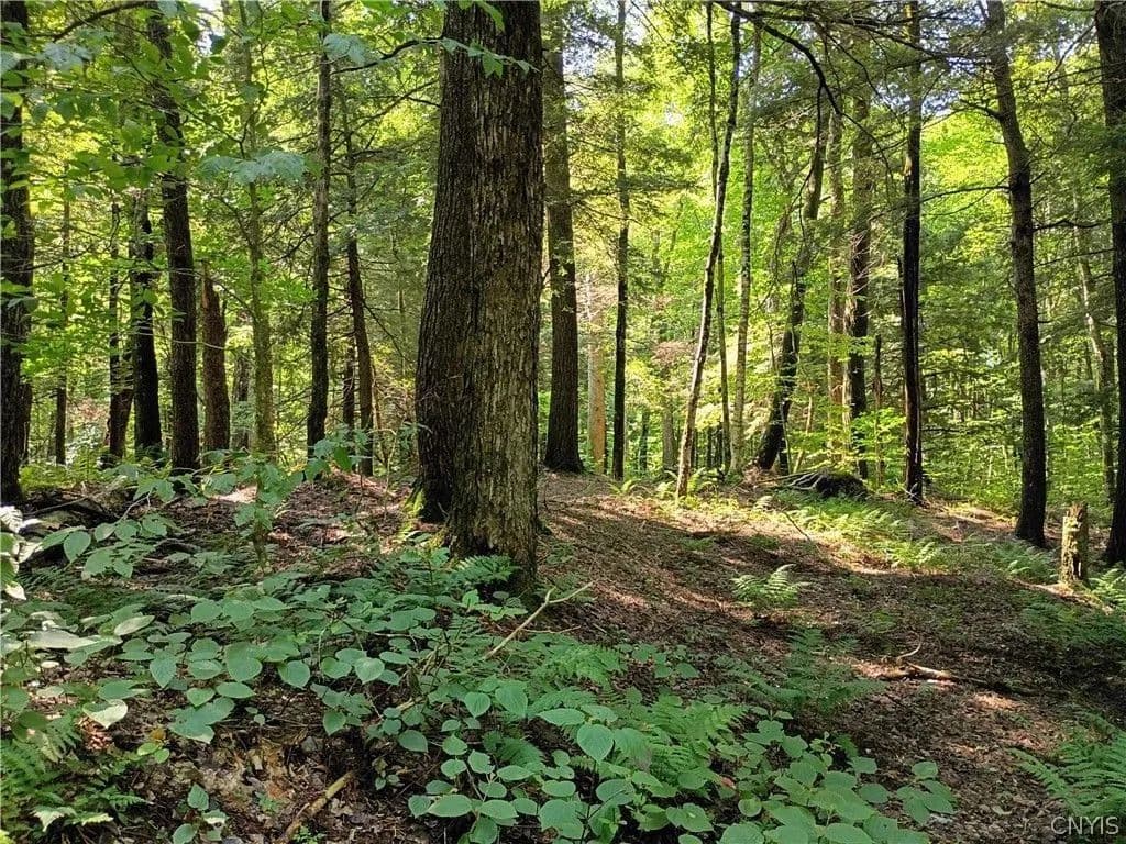 Land -Single Family Acreage in Forestport - Forestport, New York, 13338