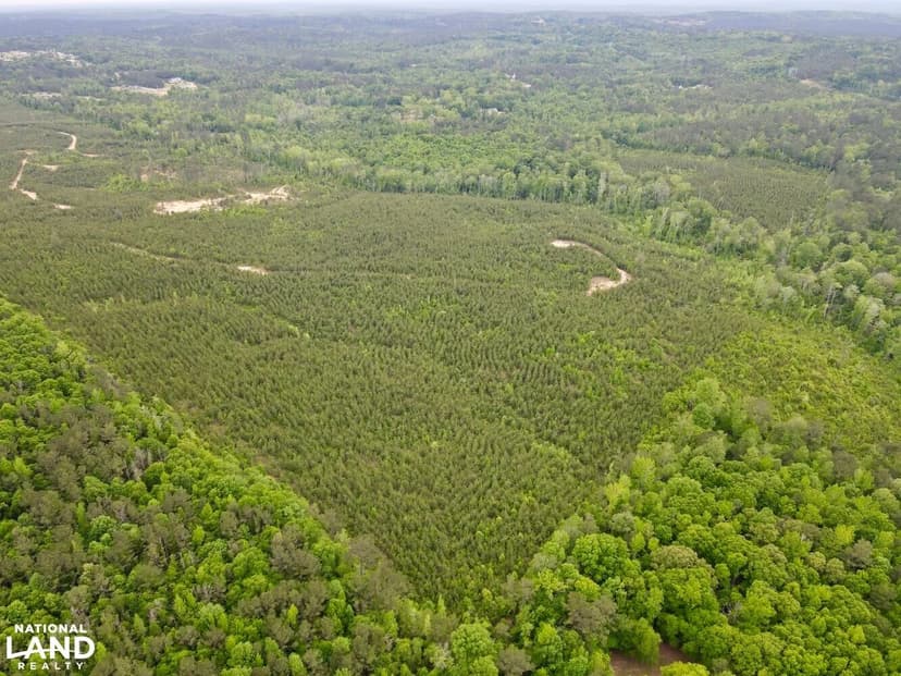 Toddtown Hunting and Timber Investment Opportunity