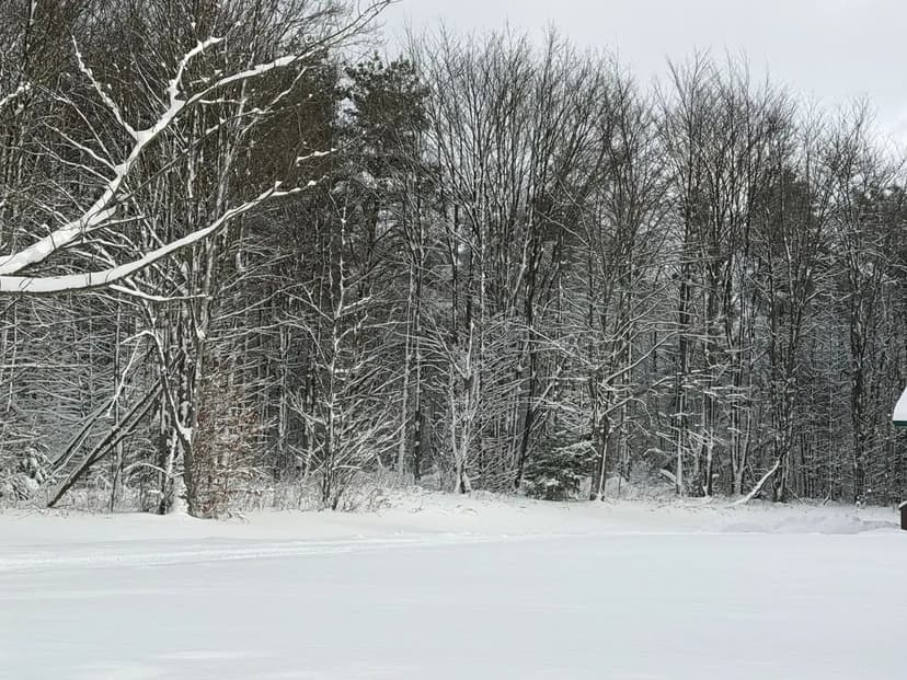 Ball Hill Rd - 307 +/-  Acres