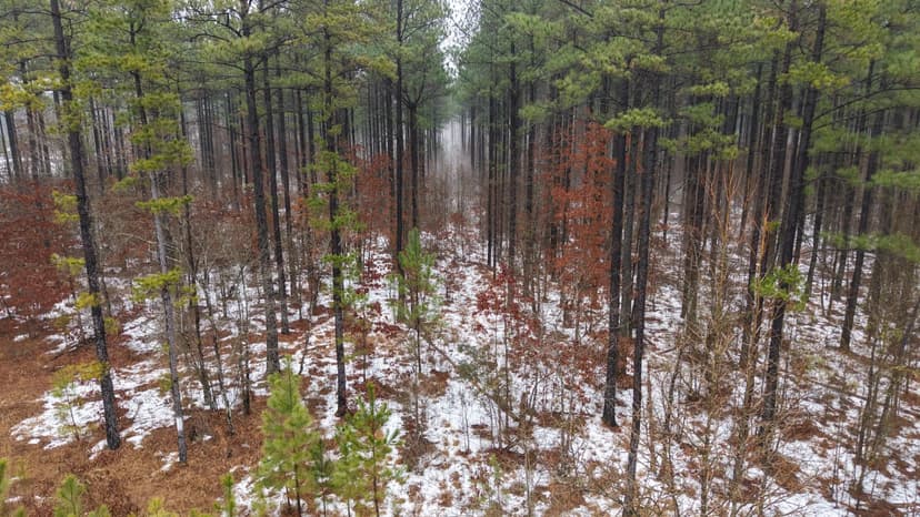 20 Acres in Pike County, AR 