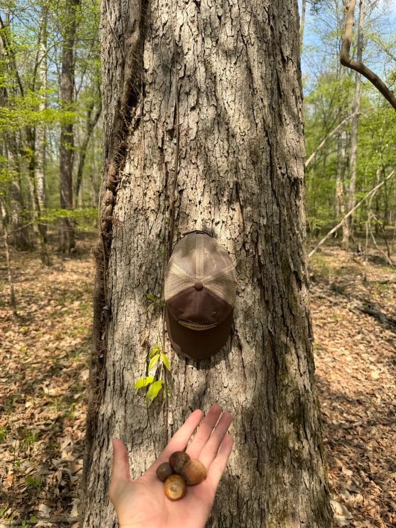 32 Acres in Clarke County, MS 