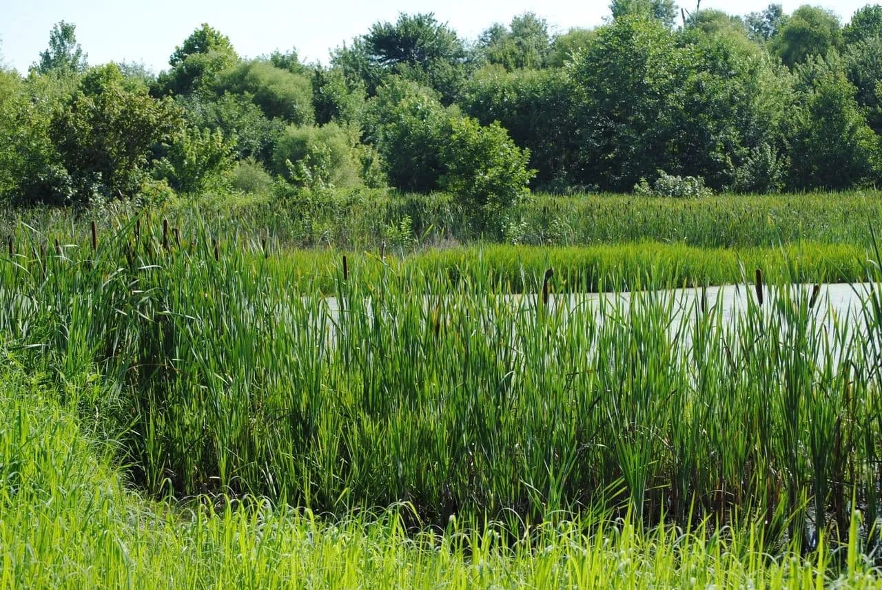 Bottomland Bucks and Ducks - Austin, Indiana, 47102