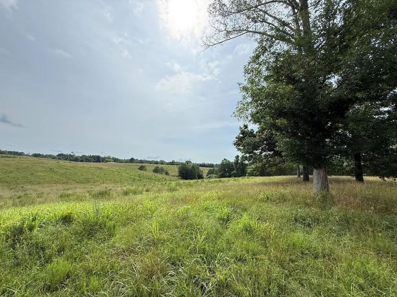 Bankhead National Forest 44 - Houston, Alabama, 35572