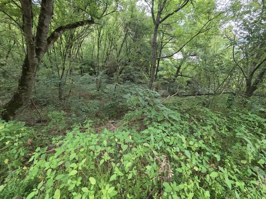 Lots & Land-Other in Pikeville - Pikeville, Kentucky, 41501