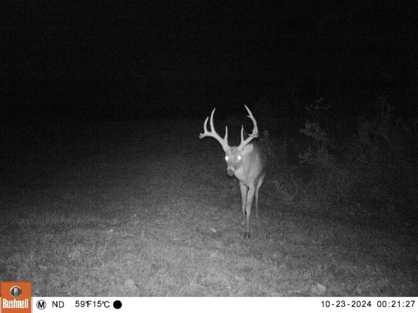 225± Acres Surrounded by 10,000 Acres of Shawnee National Forest for Sale– Union County