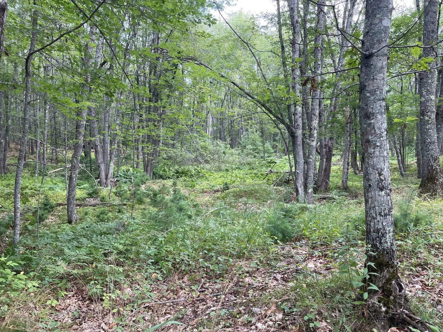 Vacant Land in Arrowsic - Arrowsic, Maine, 04530