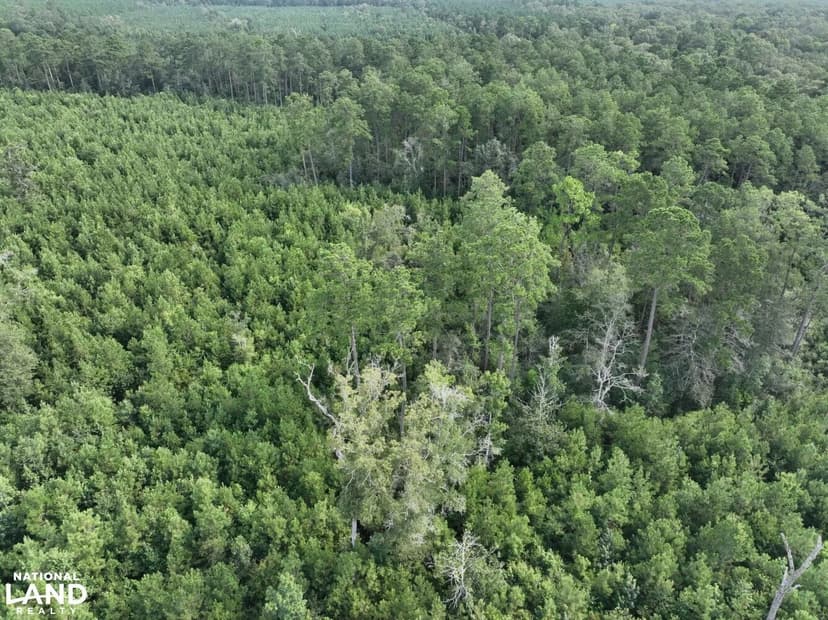 Allen Parish 50 acres - Hunting, Timber