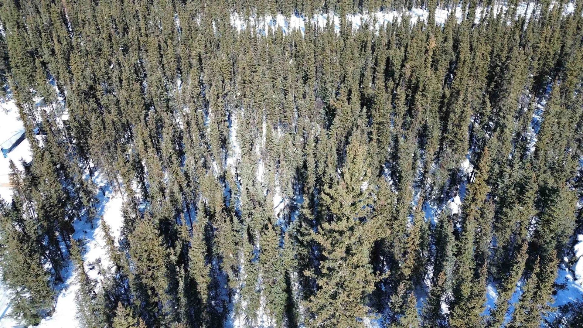 Lots & Land-Other in Salcha - Salcha, Alaska, 99714