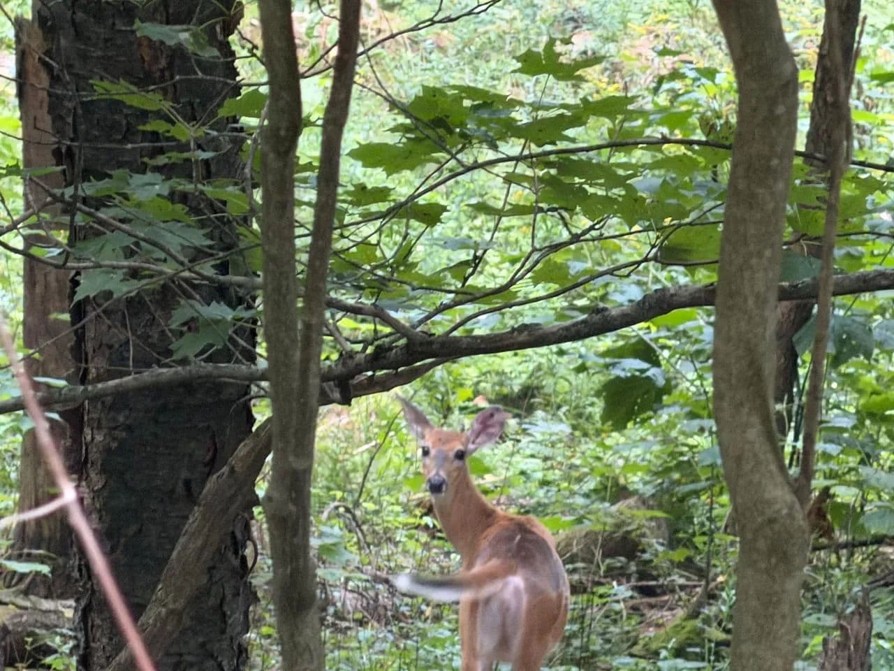 200± Acres of Great Whitetail and Bear Habitat - Wellsville, New York, 14895