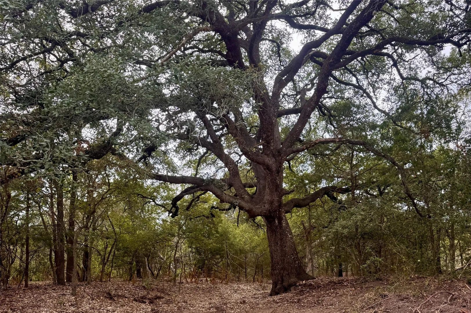 12.16 Acres of Land for Sale in Cedar Creek, TX - Cedar Creek, Texas, 78612
