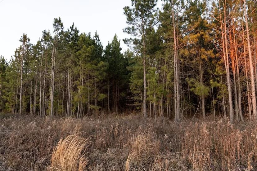 Land -Single Family Acreage in Montrose