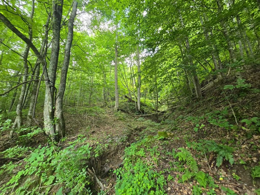 Land -Agricultural (Not Zoned) in Pennington Gap