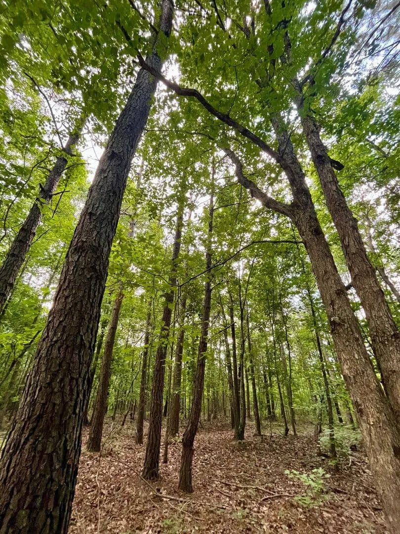 20 +/- Acres in Woodland, AL - Woodland, Alabama, 36280