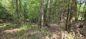 Lots & Land-Other in Mt. Nebo