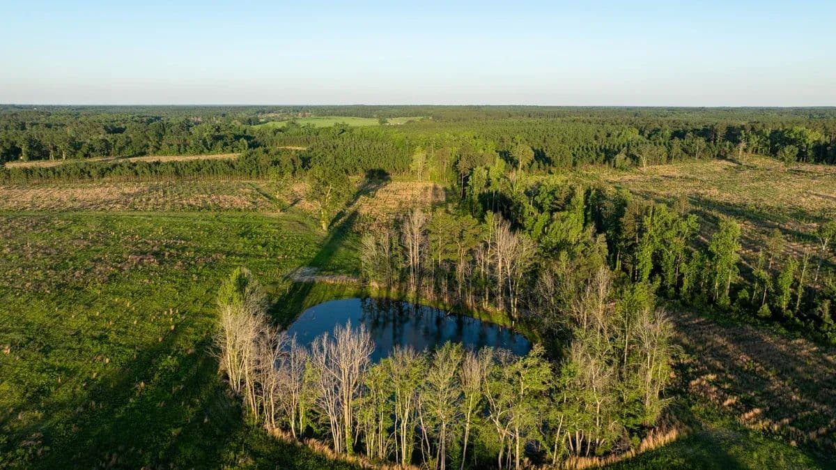 Central Longleaf Tract 5 - Sylvania, Georgia, 30467