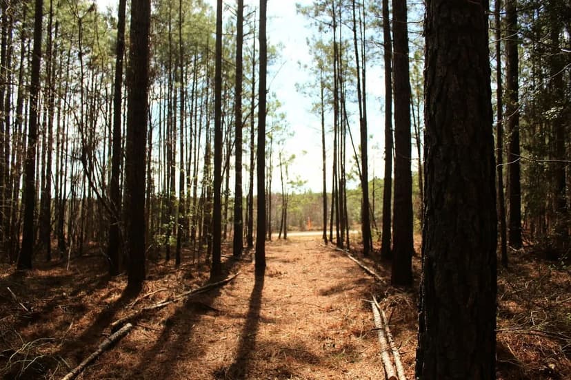 Evergreen Acres: 42.7+/- Acres of Roadside Recreation in Southside Virginia