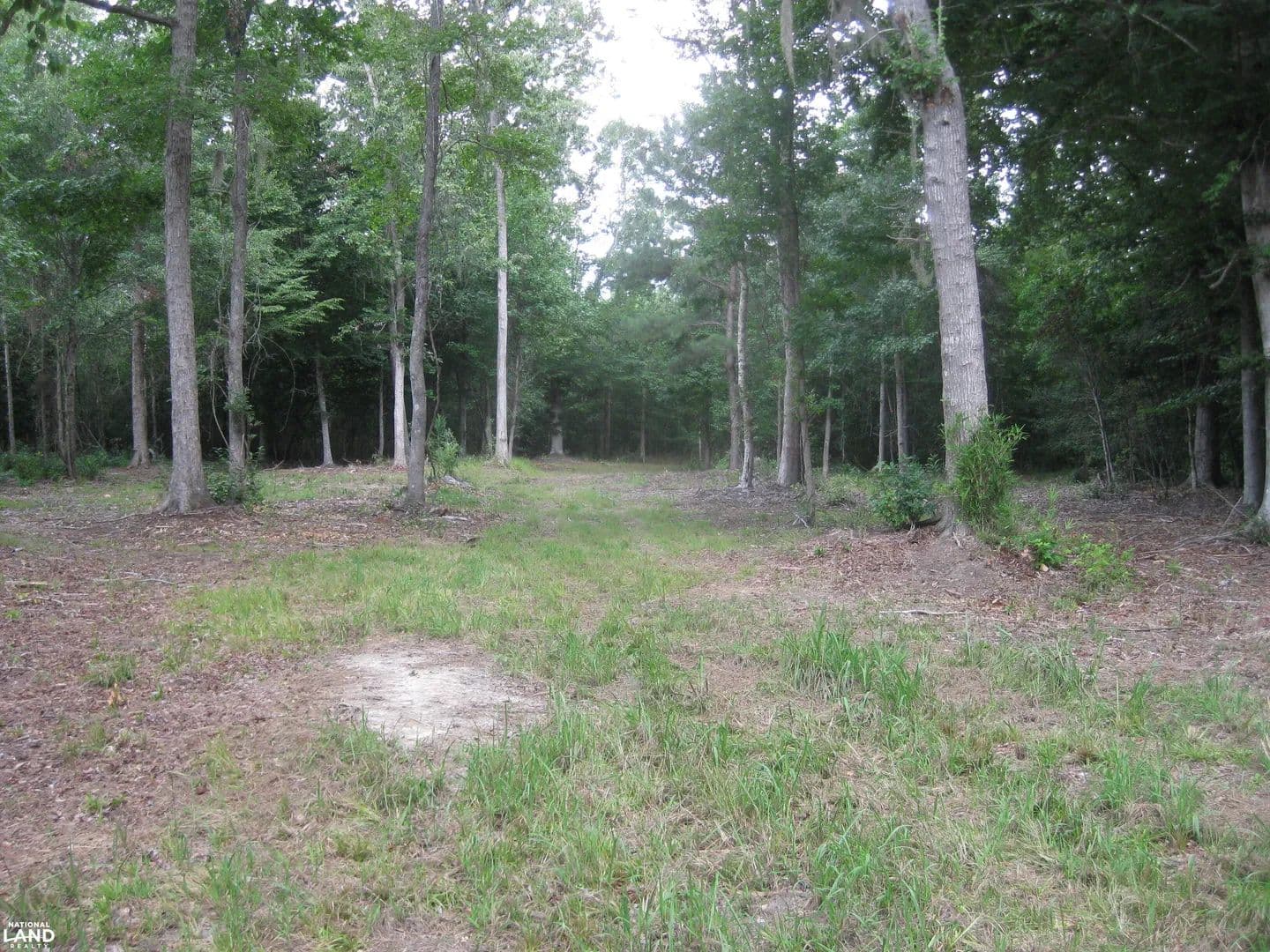 North Edisto River Timber and Hunting - North, South Carolina, 29112