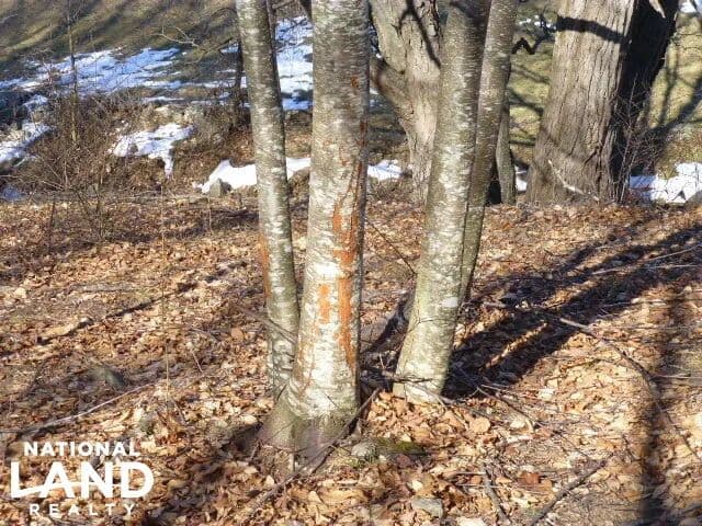 Secluded 10 Acre Cabin Site- Lot 1