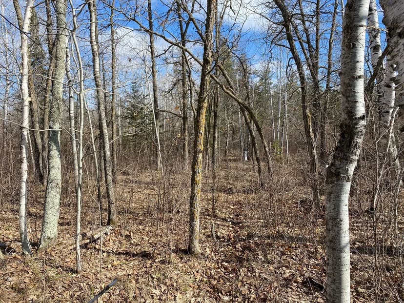 Land -Single Family Acreage in Bemidji