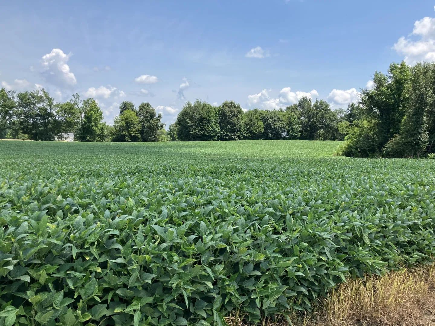 131 Acres of Land for Sale in Savannah, TN - Savannah, Tennessee, 38372