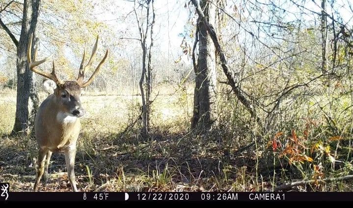 277± Acres Hinds/Copiah Line with Creek & Income