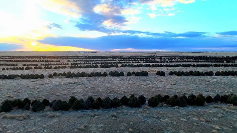 Quarter Section with CRP & Tree Rows