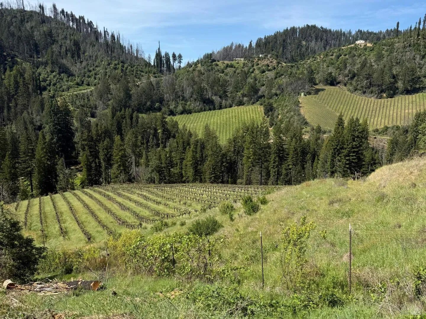 208 Acres of Land for Sale in Healdsburg, California - Healdsburg, California, 95448