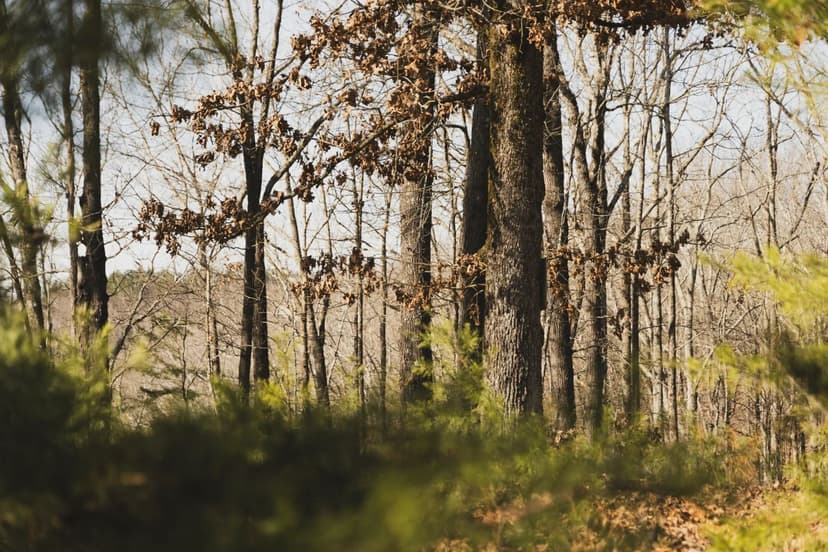 79 Acres in Colbert County, AL 