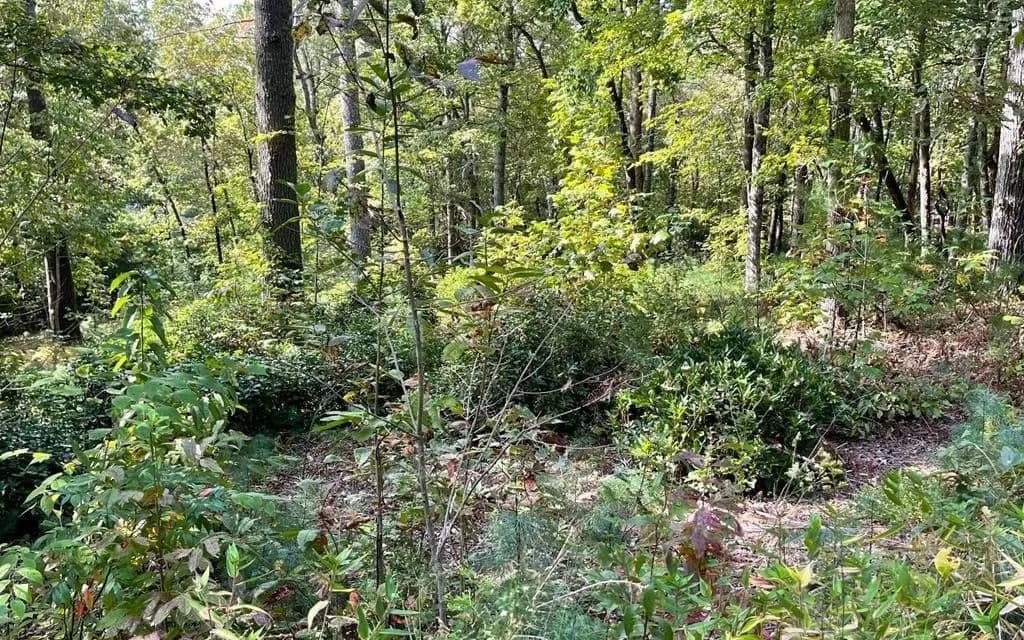 Lots & Land-Other in Hayesville - Hayesville, North Carolina, 28904