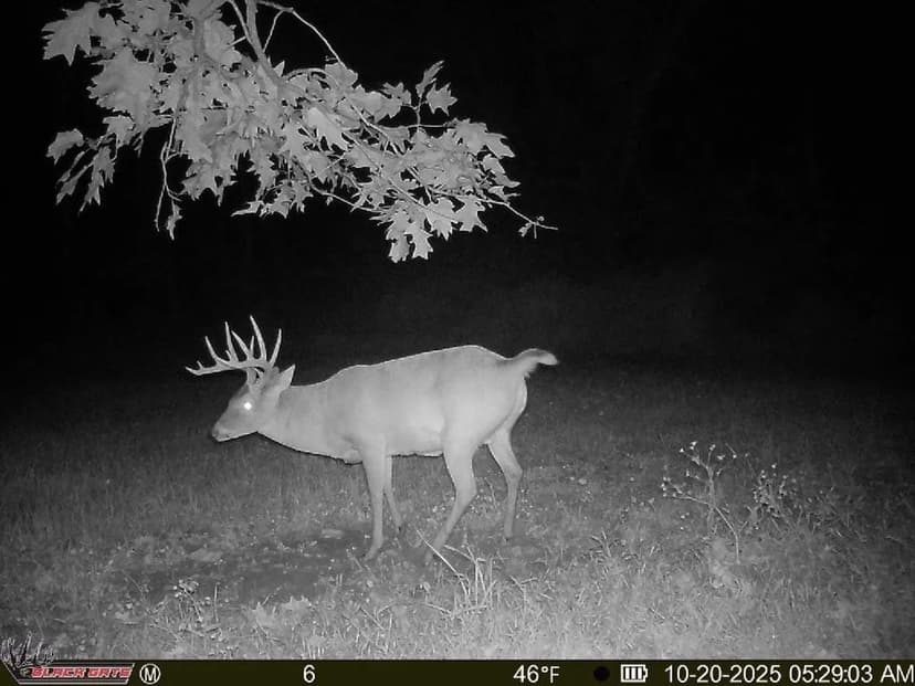 20±-Acre Farm w/Tillable Acreage, Potential Home Sites & Great Hunting – Alexander County