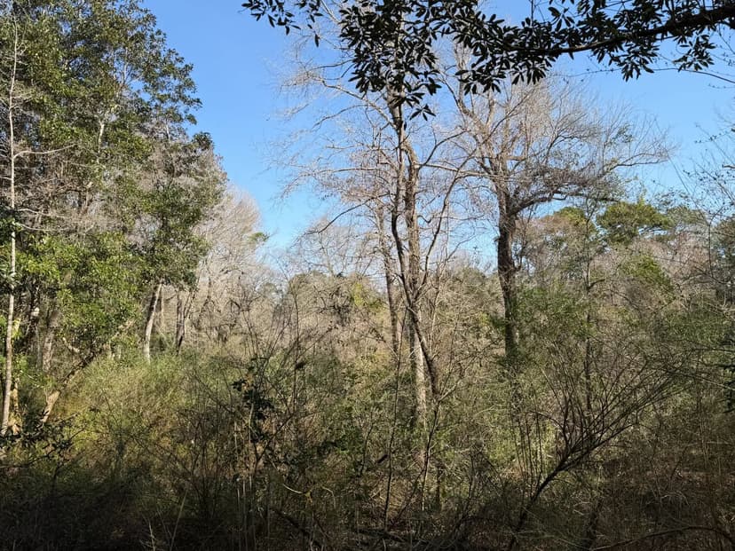 124 Acres in Baldwin County, AL 