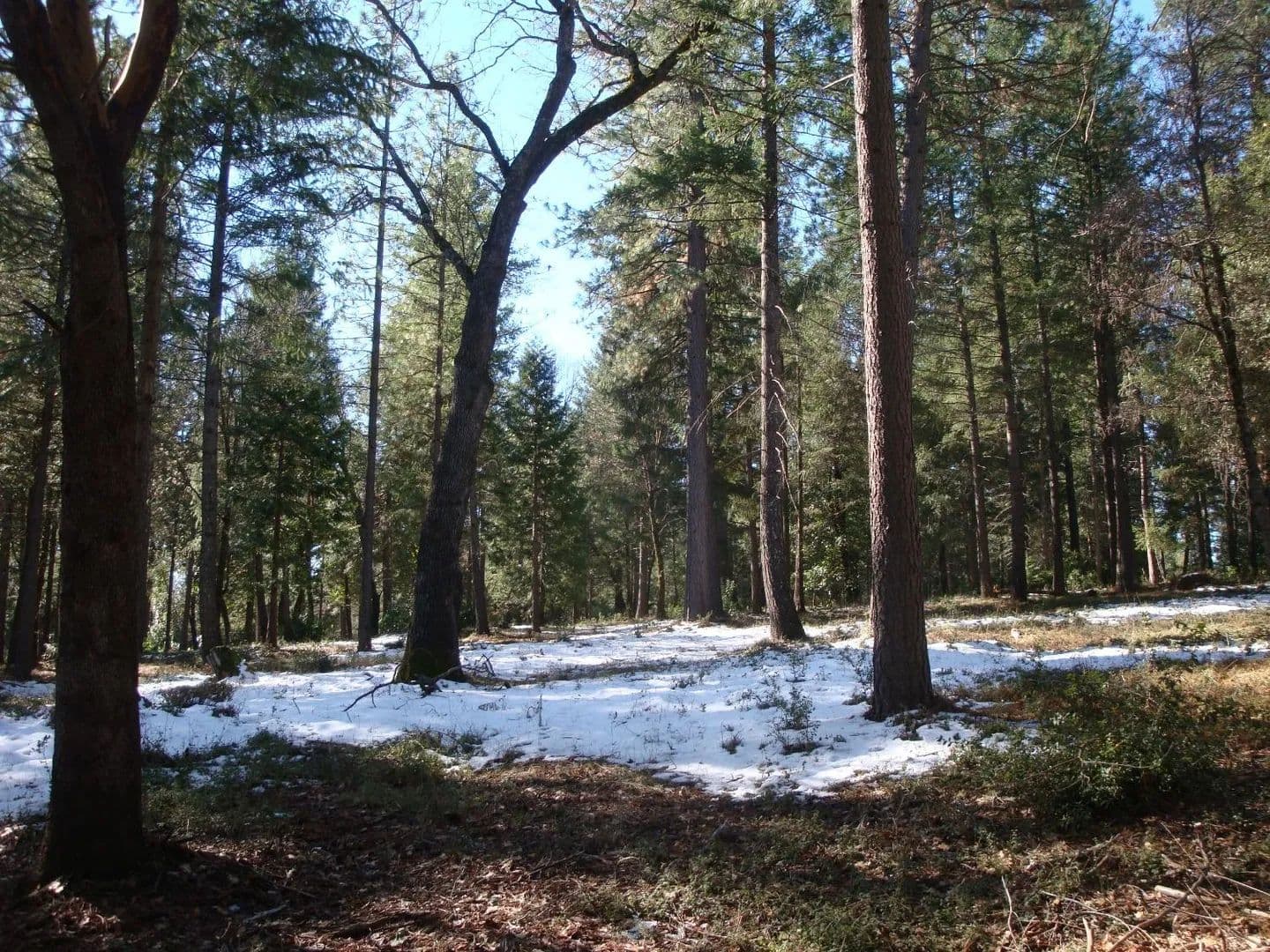 78.3 Acres of Land for Sale in Foresthill, California - Foresthill, California, 95631