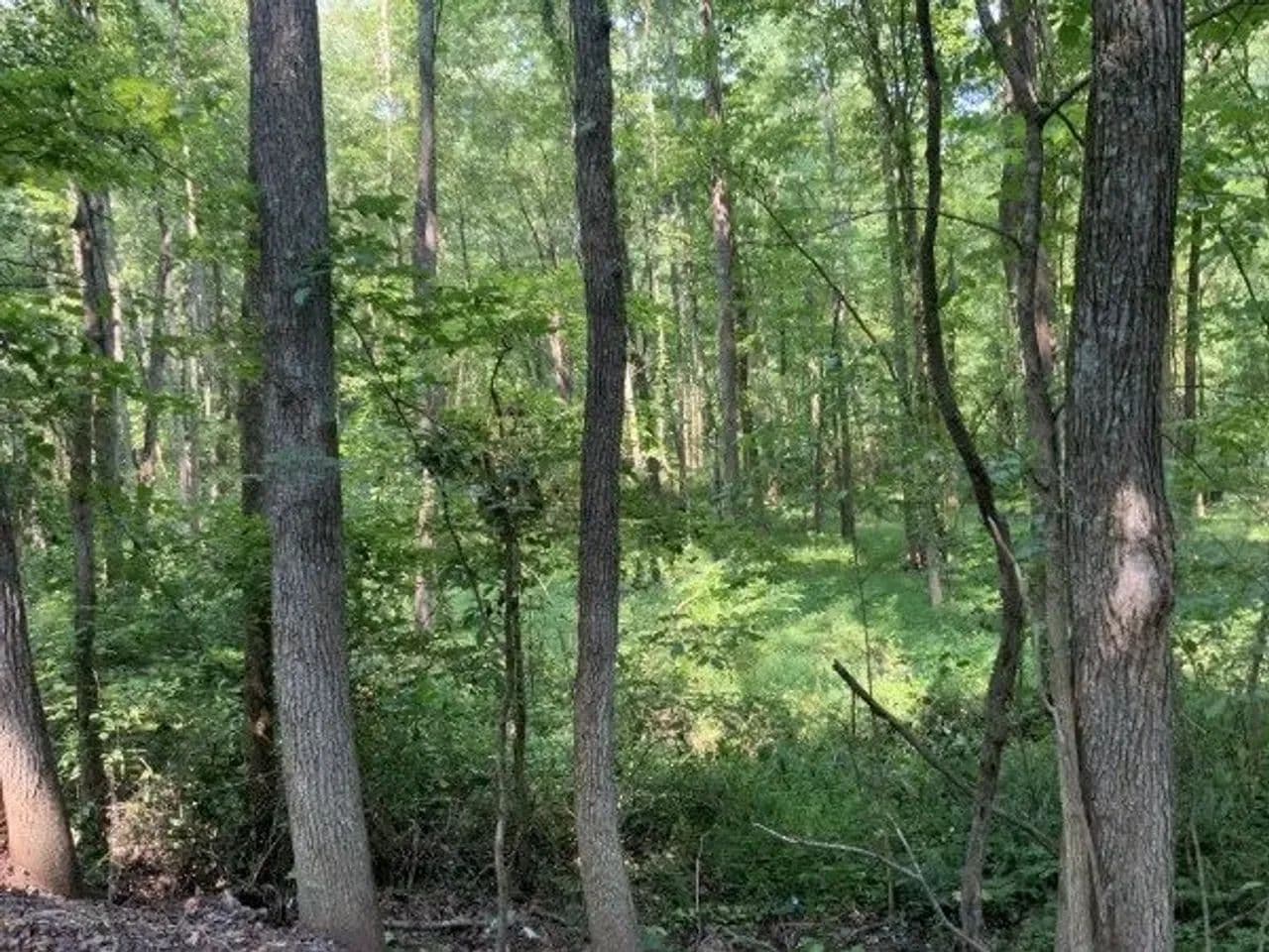 Hunt Ducks Deer and Turkey or build in Henry County! - Springville, Tennessee, 38256