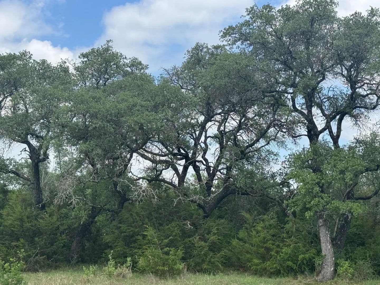 Vacant Land in Briggs - Briggs, Texas, 78608