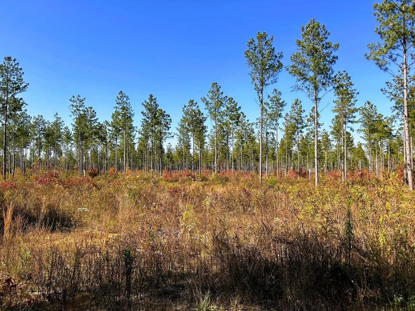 Property from Tract 12 Hughes Lake Road SE - KW