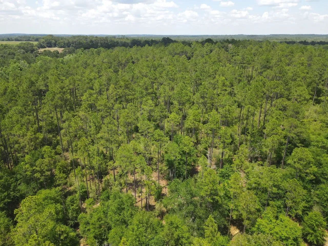 Glendale Timber Tract - Defuniak Springs, Florida, 32433