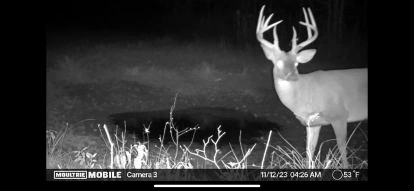 550 Acres in Chickasaw County, MS 