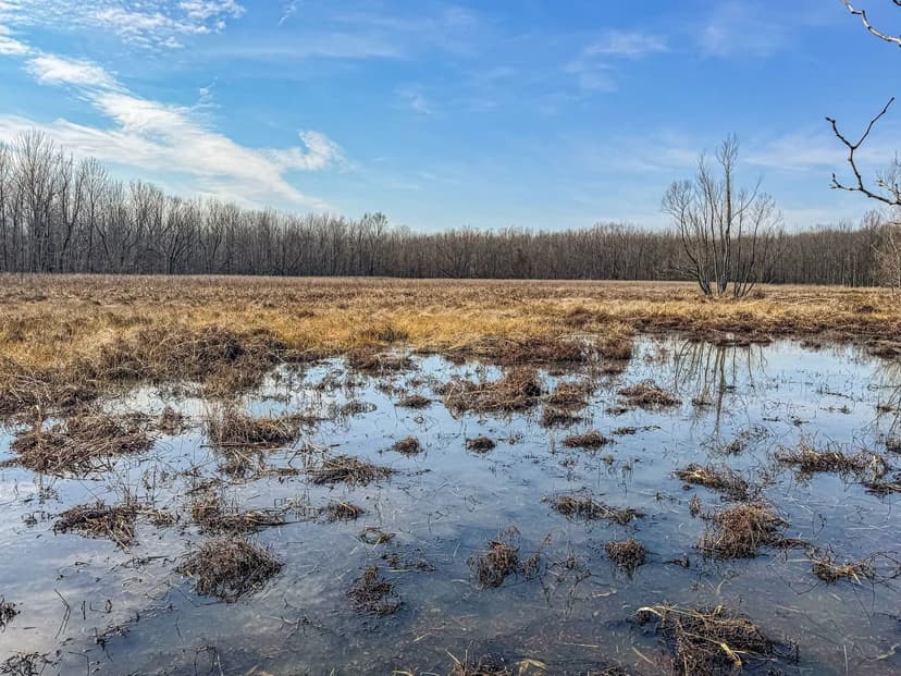 Mississippi Delta Ducks and Bucks